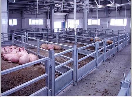 Помещения для предубойного содержания свиней с автоматическим орошением и поилками